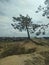 Burnt earth forest. Recovery from fire. Young trees and charred dried up