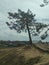 Burnt earth forest. Recovery from fire. Young trees and charred dried up