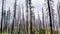 Burnt forest as result of the 2018 Ferguson wildfire in Yosemite National Park,  Sierra Nevada Mountains, California; this is