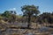 Burnt forest in Baluran National Park