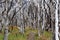 Burnt forest charred by ghostly trees - Torres del Paine - Chilean Patagonia