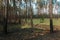 Burnt forest floor and charred pine tree trunks after a ground fire