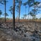 Burnt forest in Florida