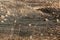 Burnt grass in spring ,Closeup arson and burned dry grass background