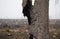 Burnt, Ñharred tree trunk in the scorched field at foggy spring morning. Dead tree after the fire