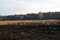 Burnt heaths in the National Park de Meinweg