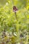 Burnt Orchid blooming April