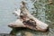 Burnt piece of driftwood on the shore of the Shark Reef Sanctuary, Lopez Island, Washington, USA