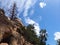 Burnt Pine Tree against a Blue Sky, Mesa Verde, Utah