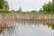 Burnt plants on the shore of a small lake. Dry reeds on the pond. Reeds after the fire