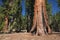 Burnt Sequoia in Mariposa Grove