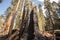Burnt Sequoias Sequoia National Park