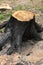 The burnt stump of a sawn tree is big. Deforestation of land for construction close-up vertical photo