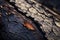 The burnt surface of a tree trunk macro close up, highlighting the intricate patterns of charred bark