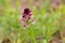 Burnt-tip orchid Neotinea ustulata  in the Kaiserstuhl hills endangered species in Germany