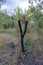 Burnt tree with ash trunk in the forest. Bushfire, wildfire aftermath