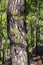 Burnt tree bark and new green regrowth following a forest fire the Canary Island Pine Tree pinus canariensis