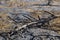 Burnt tree branches on the dry grassland