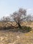 Burnt tree on a site with hardly any vegetation