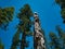 Burnt tree trunk from an old sequoia