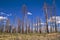 Burnt trees, Grand Canyon North Rim