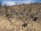 Burnt Trees and Plants in Wildfire Damaged Area of Arizona