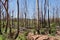 Burnt trees in the south of Marakele National Park