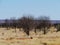 Burnt trees in the West Mcdonnell ranges