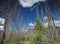 Burnt trees in woods in Banff National Park Canada