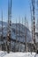 Burnt white poplar trees in the snow