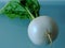 Burpee white radish closeup with root and green leaves attached