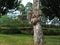 Burr or burl on tree