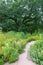 Burr Oak and Garden Walkway