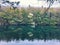 Burr Pond state trees reflection on the lake