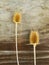 Burr of Teasel Comb (Dispacus sylvestris)