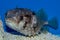 Burred Puffer fish Diodon hystrix