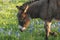 Burro Grazing in a Bluebonnet Filled Meadow