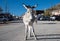 Burro standing at Oatman Ghost town