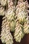 Burro Tail Sedum