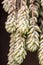 Burro Tail Sedum