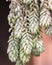 Burro Tail Sedum