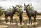 `Burro Trio` by Jan DeDecker in the City of Southlake, Texas.