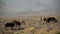 Burros in Death Valley National Park Herd of Wild Donkey California USA