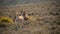 Burros in Death Valley National Park Herd of Wild Donkey California USA