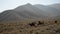 Burros in Death Valley National Park Herd of Wild Donkey California USA