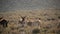 Burros in Death Valley National Park Herd of Wild Donkey California USA