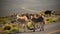 Burros in Death Valley National Park Herd of Wild Donkey California USA Closeup