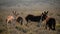 Burros in Death Valley National Park Herd of Wild Donkey California USA Closeup