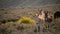 Burros in Death Valley National Park Herd of Wild Donkey California USA Closeup