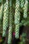 Burros Tail, a species of Stonecrops, also known as Doneys Tail is a succulent type plant that is typically planted in a hanging
